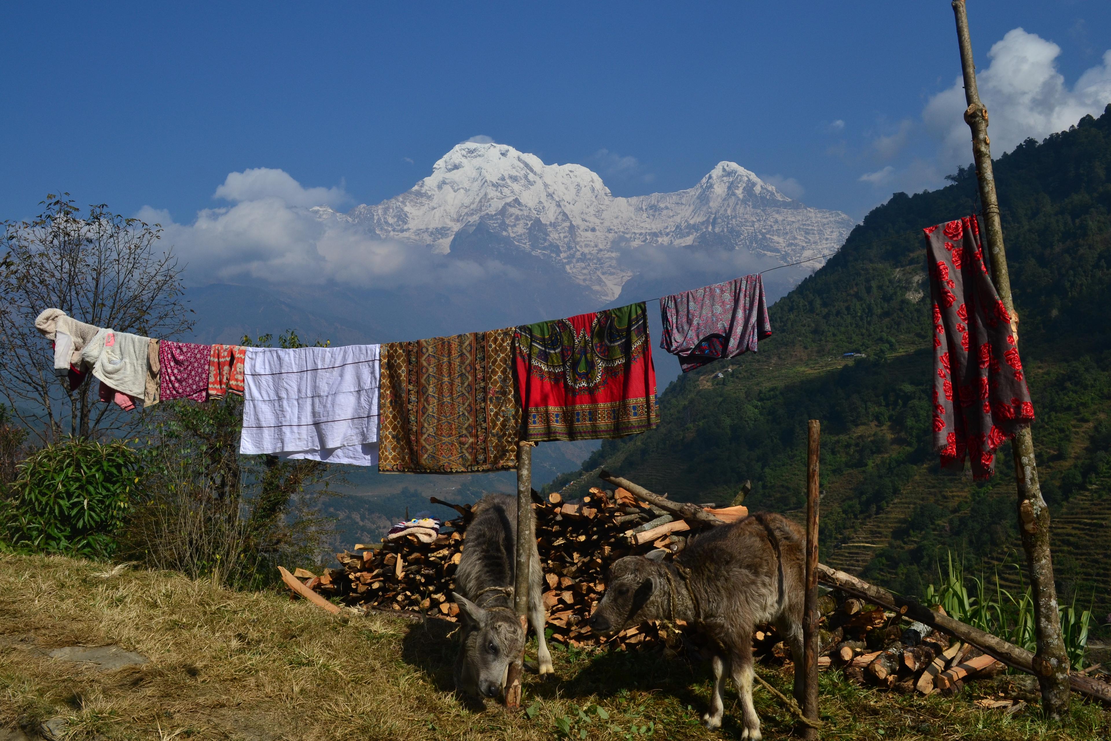 Sheep Himal