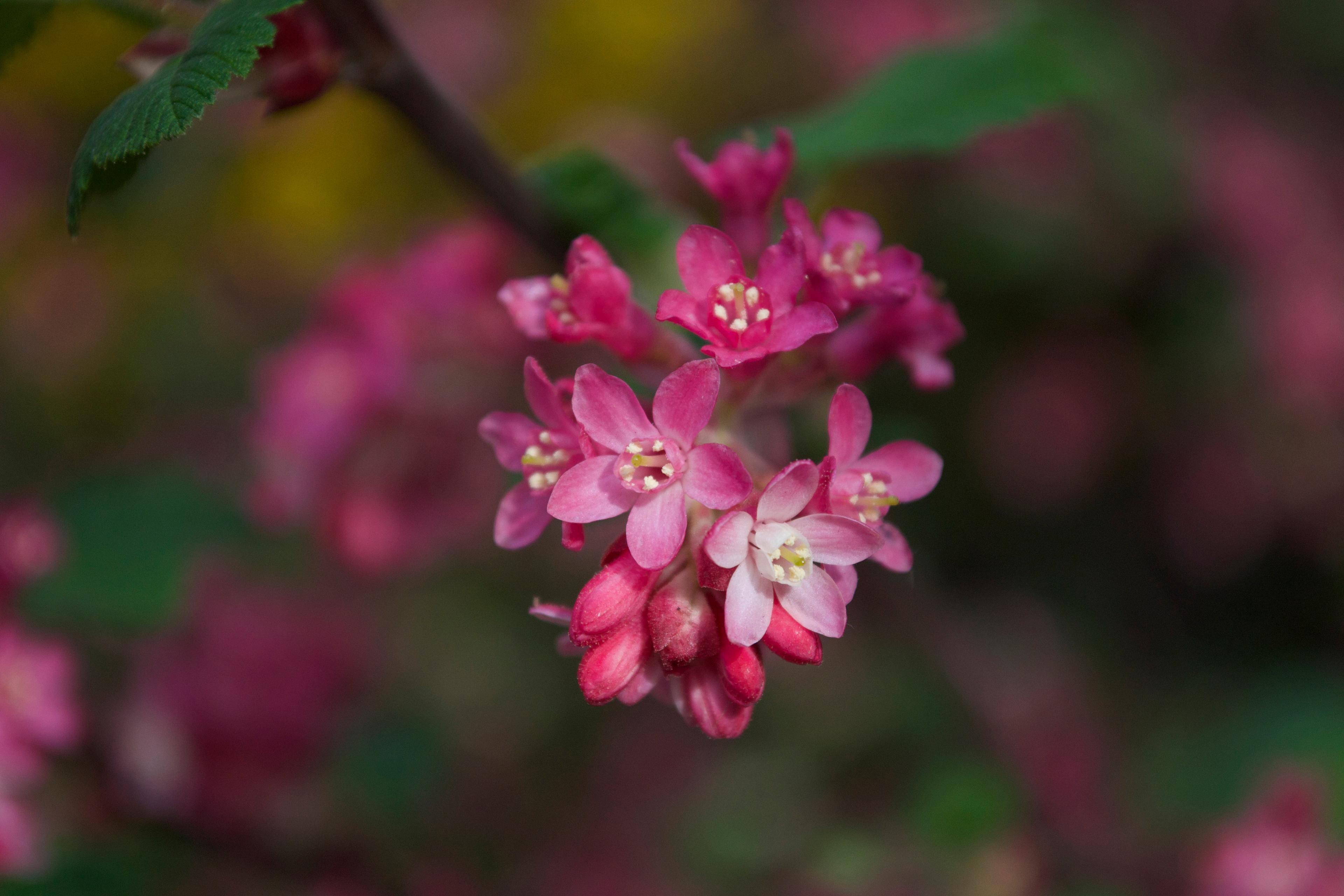 Pink Flowers