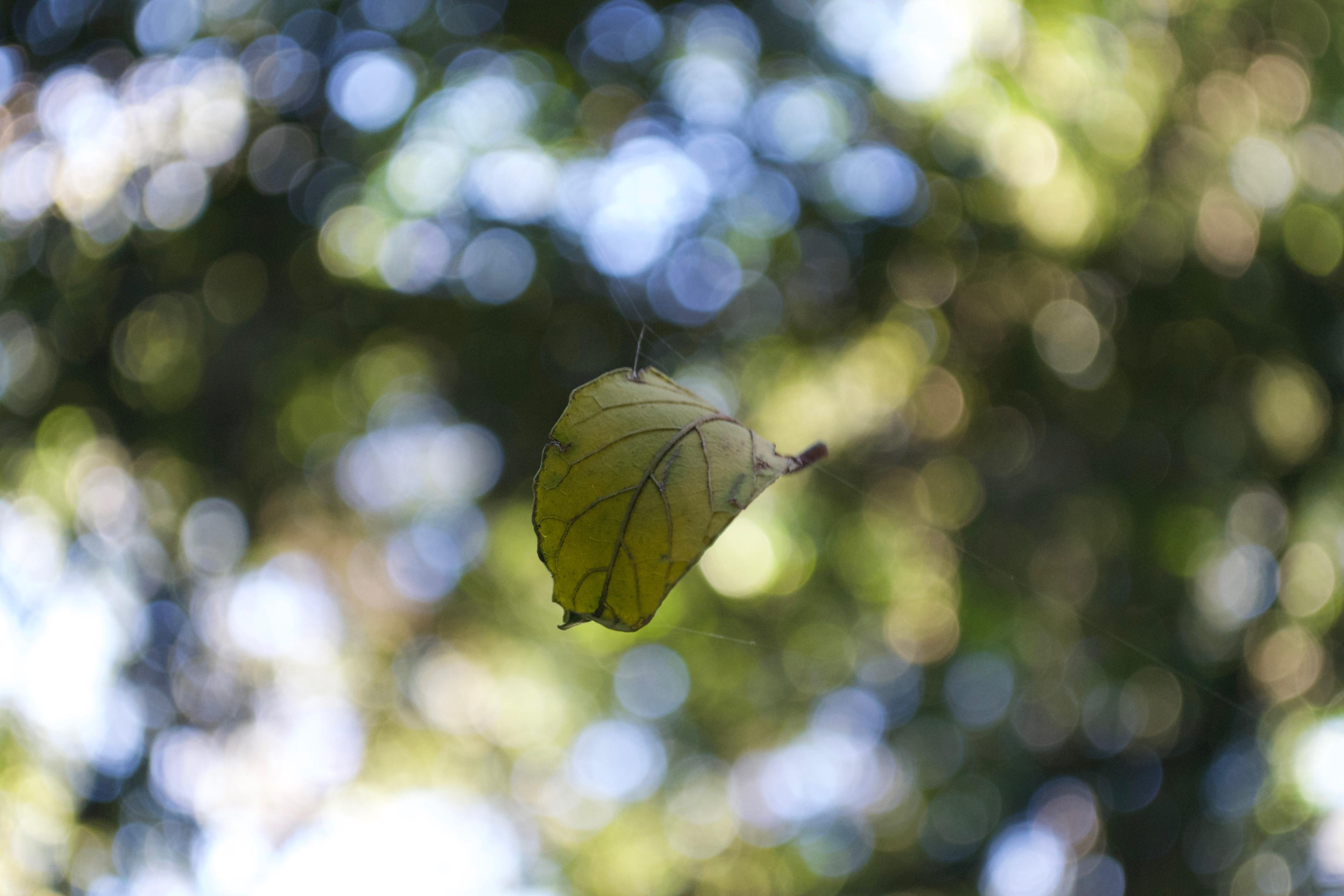 Floating Leaf