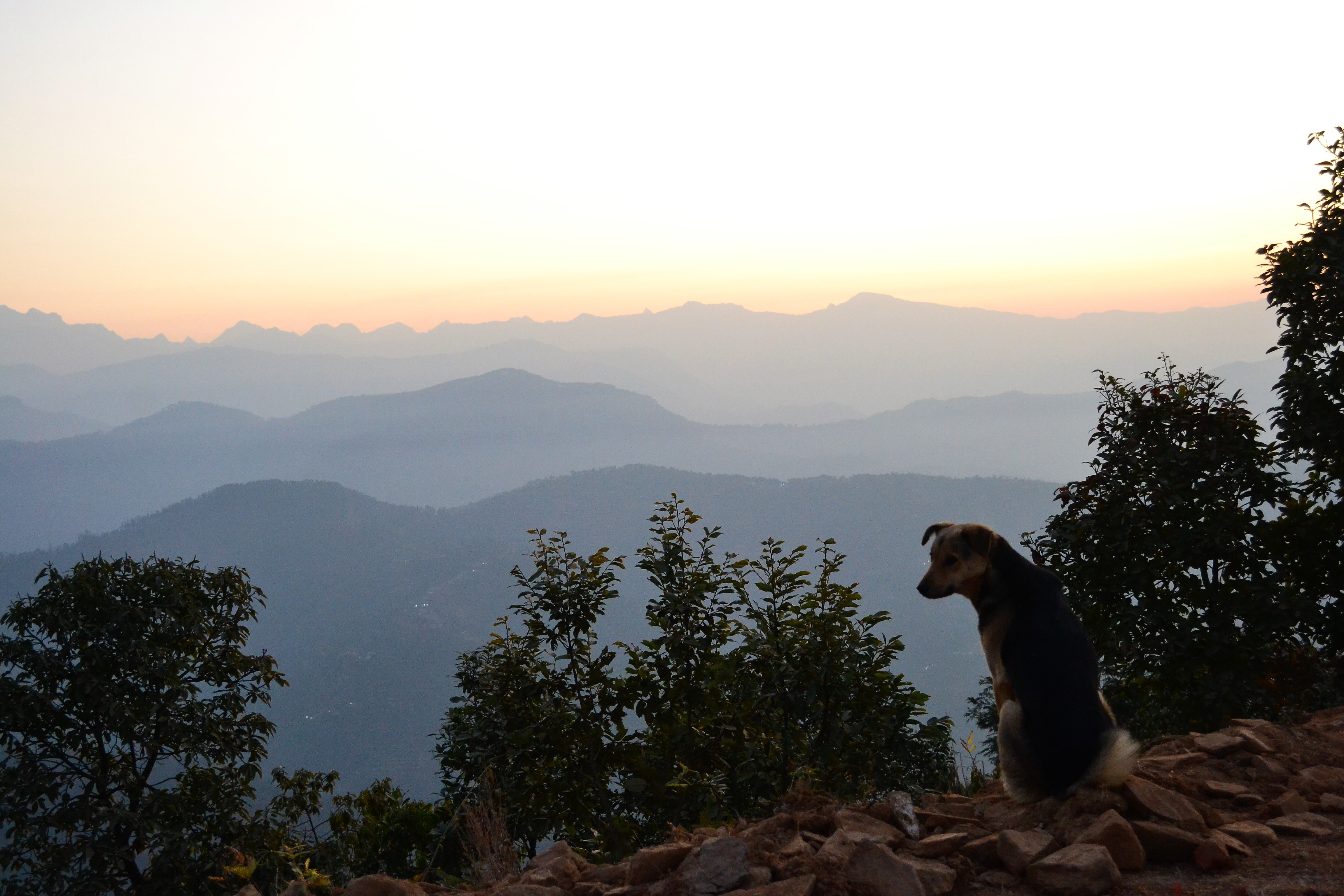 Kavita, the camp dog, reflecting on what's to come in 2019.